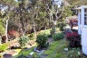 Orchard in Carmel