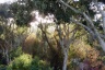 Scenic trees surround the vacation rental
